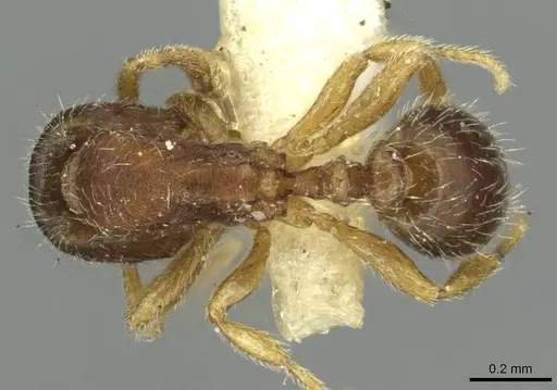 Oxyepoecus reticulatus specimen CASENT0913871 image casent0913871_1
