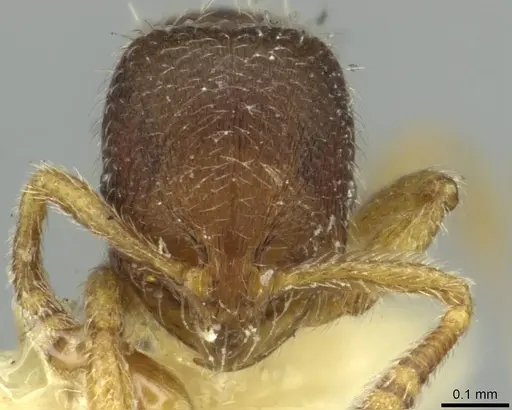 Oxyepoecus reticulatus specimen CASENT0913871 image casent0913871_2