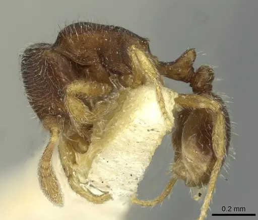 Oxyepoecus reticulatus specimen CASENT0913871 image casent0913871_3