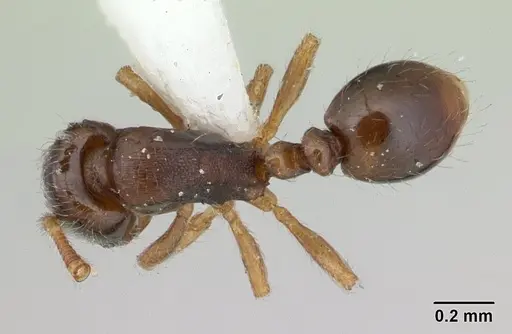 Oxyepoecus rosai specimen CASENT0178852 image casent0178852_1