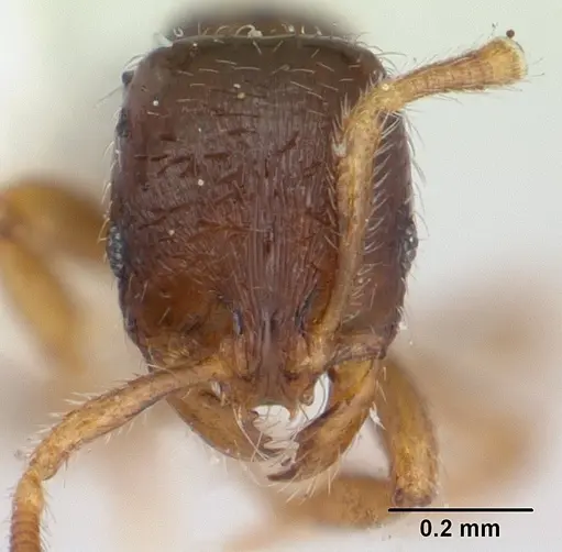 Oxyepoecus rosai specimen CASENT0178852 image casent0178852_2