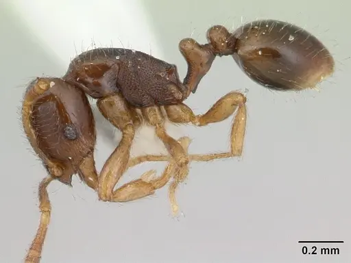 Oxyepoecus rosai specimen CASENT0178852 image casent0178852_3