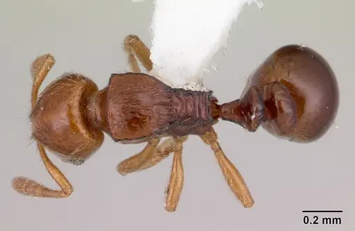 Oxyepoecus vezenyii specimen CASENT0178102 image casent0178102_1