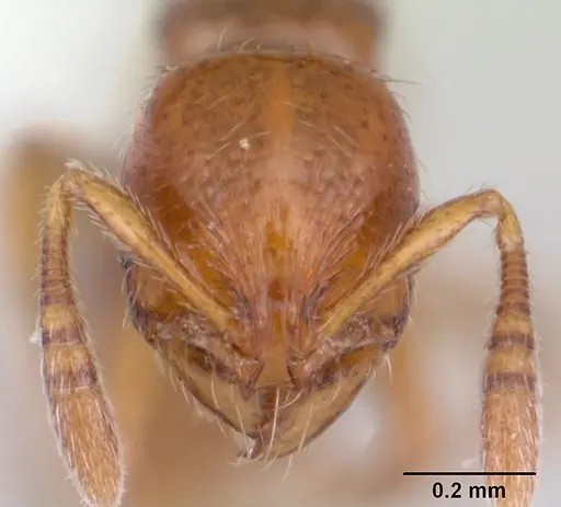 Oxyepoecus vezenyii specimen CASENT0178102 image casent0178102_2