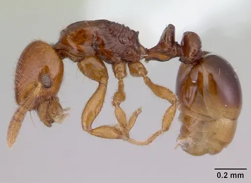 Oxyepoecus vezenyii specimen CASENT0178102 image casent0178102_3