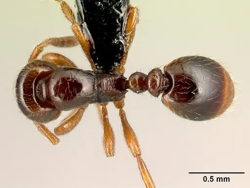 Oxyepoecus vezenyii specimen CASENT0217325 image casent0217325_1
