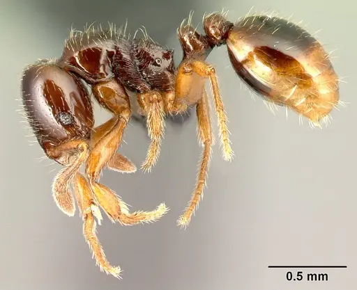 Oxyepoecus vezenyii specimen CASENT0217325 image casent0217325_3