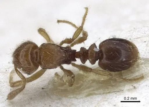Oxyepoecus vezenyii specimen CASENT0916617 image casent0916617_1