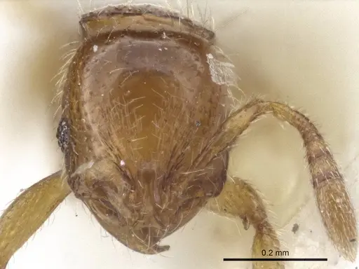 Oxyepoecus vezenyii specimen CASENT0916617 image casent0916617_2