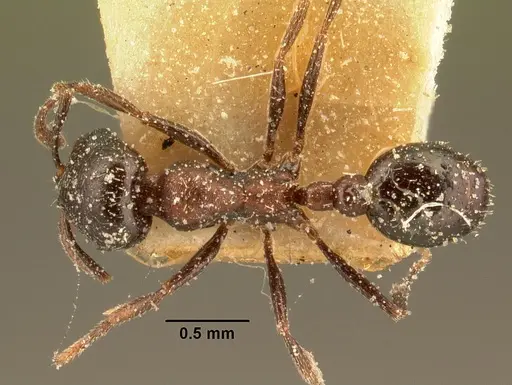 Oxyopomyrmex emeryi specimen CASENT0101199 image casent0101199_1