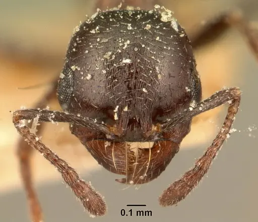 Oxyopomyrmex emeryi specimen CASENT0101199 image casent0101199_2