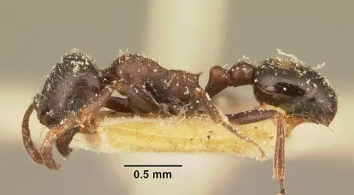 Oxyopomyrmex emeryi specimen CASENT0101199 image casent0101199_3