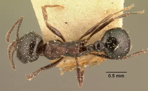 Oxyopomyrmex emeryi specimen CASENT0101200 image casent0101200_1