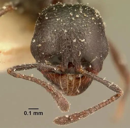 Oxyopomyrmex emeryi specimen CASENT0101200 image casent0101200_2