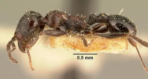 Oxyopomyrmex emeryi specimen CASENT0101200 image casent0101200_3