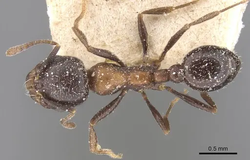 Oxyopomyrmex emeryi specimen CASENT0913240 image casent0913240_1
