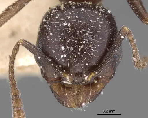 Oxyopomyrmex emeryi specimen CASENT0913240 image casent0913240_2