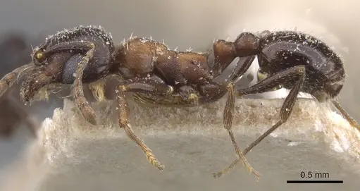 Oxyopomyrmex emeryi specimen CASENT0913240 image casent0913240_3