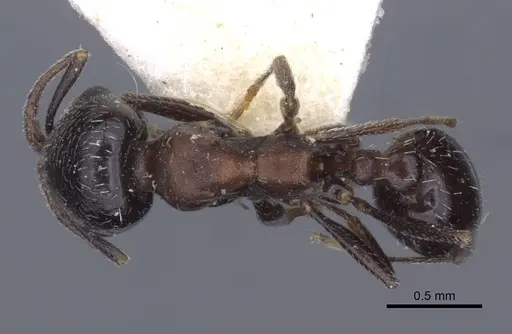 Oxyopomyrmex emeryi specimen CASENT0916947 image casent0916947_1