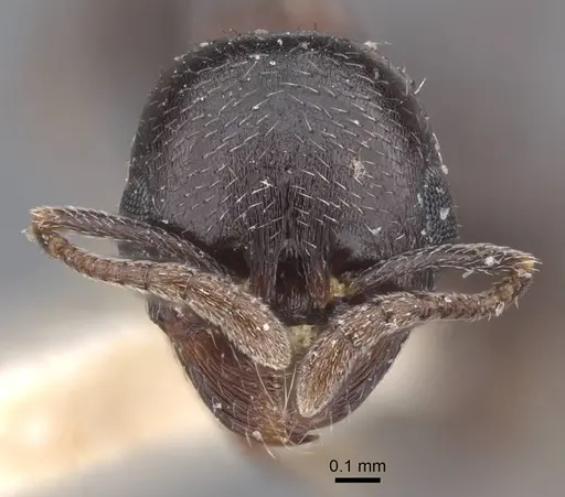 Oxyopomyrmex emeryi specimen CASENT0916947 image casent0916947_2