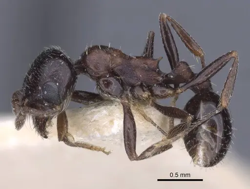 Oxyopomyrmex emeryi specimen CASENT0916947 image casent0916947_3