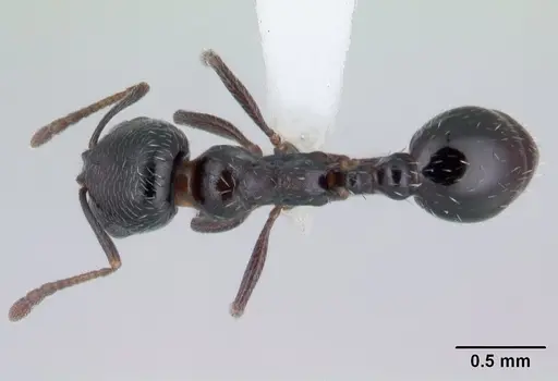 Oxyopomyrmex insularis specimen CASENT0178840 image casent0178840_1
