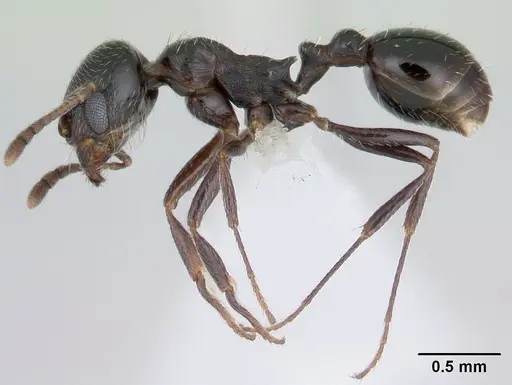 Oxyopomyrmex insularis specimen CASENT0178840 image casent0178840_3