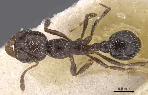 Oxyopomyrmex insularis specimen CASENT0913243 image casent0913243_1