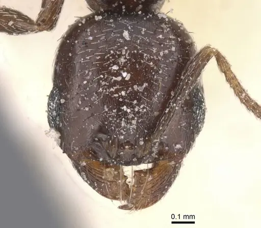 Oxyopomyrmex insularis specimen CASENT0913243 image casent0913243_2