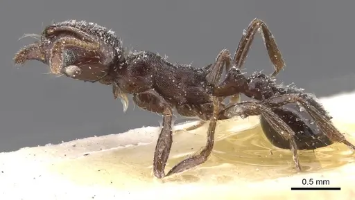 Oxyopomyrmex insularis specimen CASENT0913243 image casent0913243_3