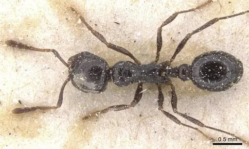 Oxyopomyrmex insularis specimen CASENT0913244 image casent0913244_1