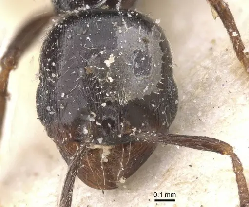 Oxyopomyrmex insularis specimen CASENT0913244 image casent0913244_2