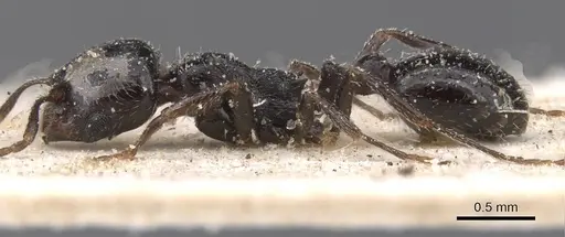 Oxyopomyrmex insularis specimen CASENT0913244 image casent0913244_3