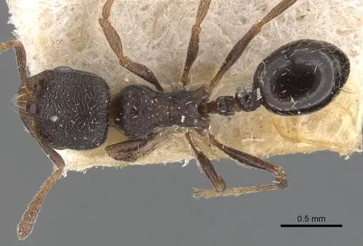 Oxyopomyrmex krueperi specimen CASENT0907759 image casent0907759_1