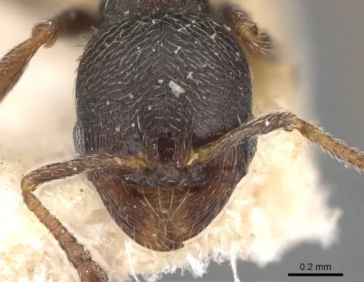 Oxyopomyrmex krueperi specimen CASENT0907759 image casent0907759_2