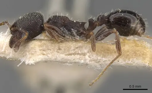 Oxyopomyrmex krueperi specimen CASENT0907759 image casent0907759_3
