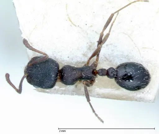 Oxyopomyrmex krueperi specimen FOCOL0056 image focol0056_1