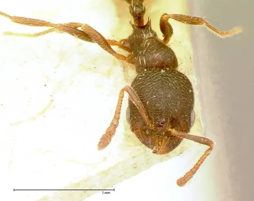 Oxyopomyrmex krueperi specimen FOCOL0056 image focol0056_2