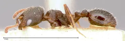 Oxyopomyrmex krueperi specimen FOCOL0056 image focol0056_3