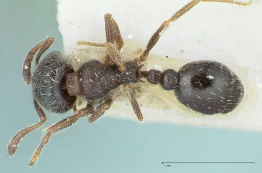 Oxyopomyrmex krueperi specimen FOCOL1243 image focol1243_1