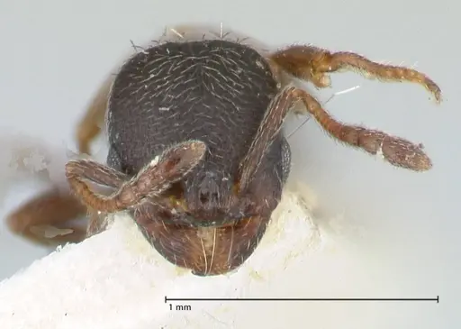 Oxyopomyrmex krueperi specimen FOCOL1243 image focol1243_2