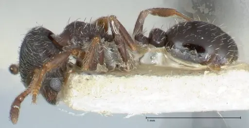 Oxyopomyrmex krueperi specimen FOCOL1243 image focol1243_3