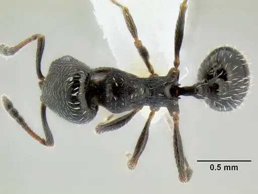 Oxyopomyrmex laevibus specimen CASENT0106267 image casent0106267_1