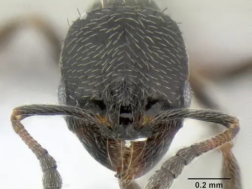 Oxyopomyrmex laevibus specimen CASENT0106267 image casent0106267_2