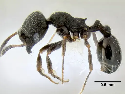 Oxyopomyrmex laevibus specimen CASENT0106267 image casent0106267_3