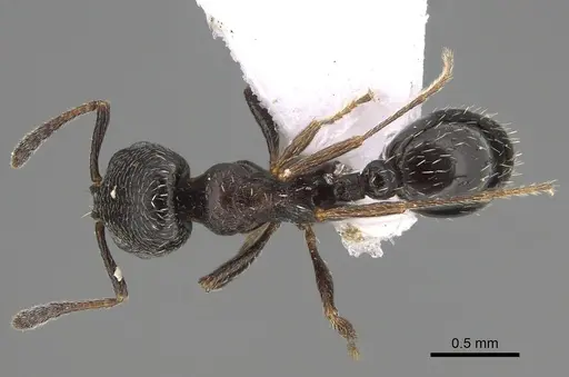 Oxyopomyrmex laevibus specimen CASENT0923230 image casent0923230_1