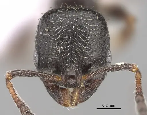 Oxyopomyrmex laevibus specimen CASENT0923230 image casent0923230_2