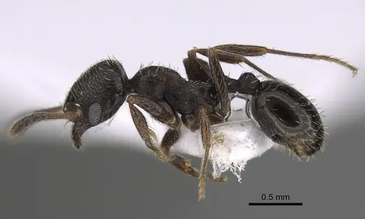 Oxyopomyrmex laevibus specimen CASENT0923230 image casent0923230_3