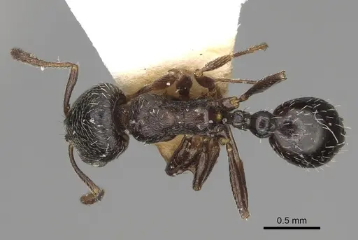 Oxyopomyrmex magnus specimen CASENT0923214 image casent0923214_1