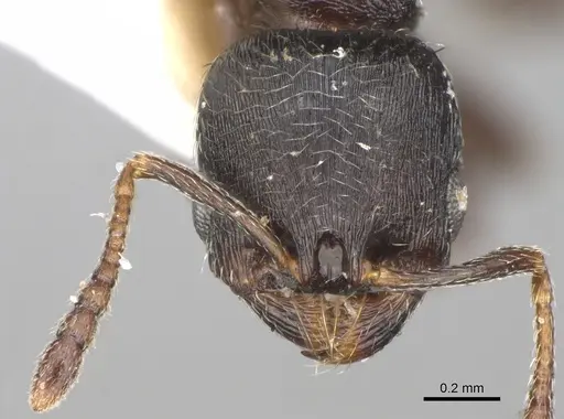 Oxyopomyrmex magnus specimen CASENT0923214 image casent0923214_2